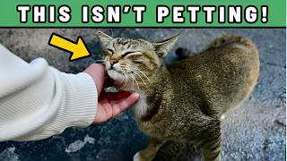 *'Your Cat Doesn’t Think You’re Petting Them — Here’s What That Touch Really Means to Them' *'Your Cat Doesn’t Think You’re Petting Them — Here’s What That Touch Really Means to Them'