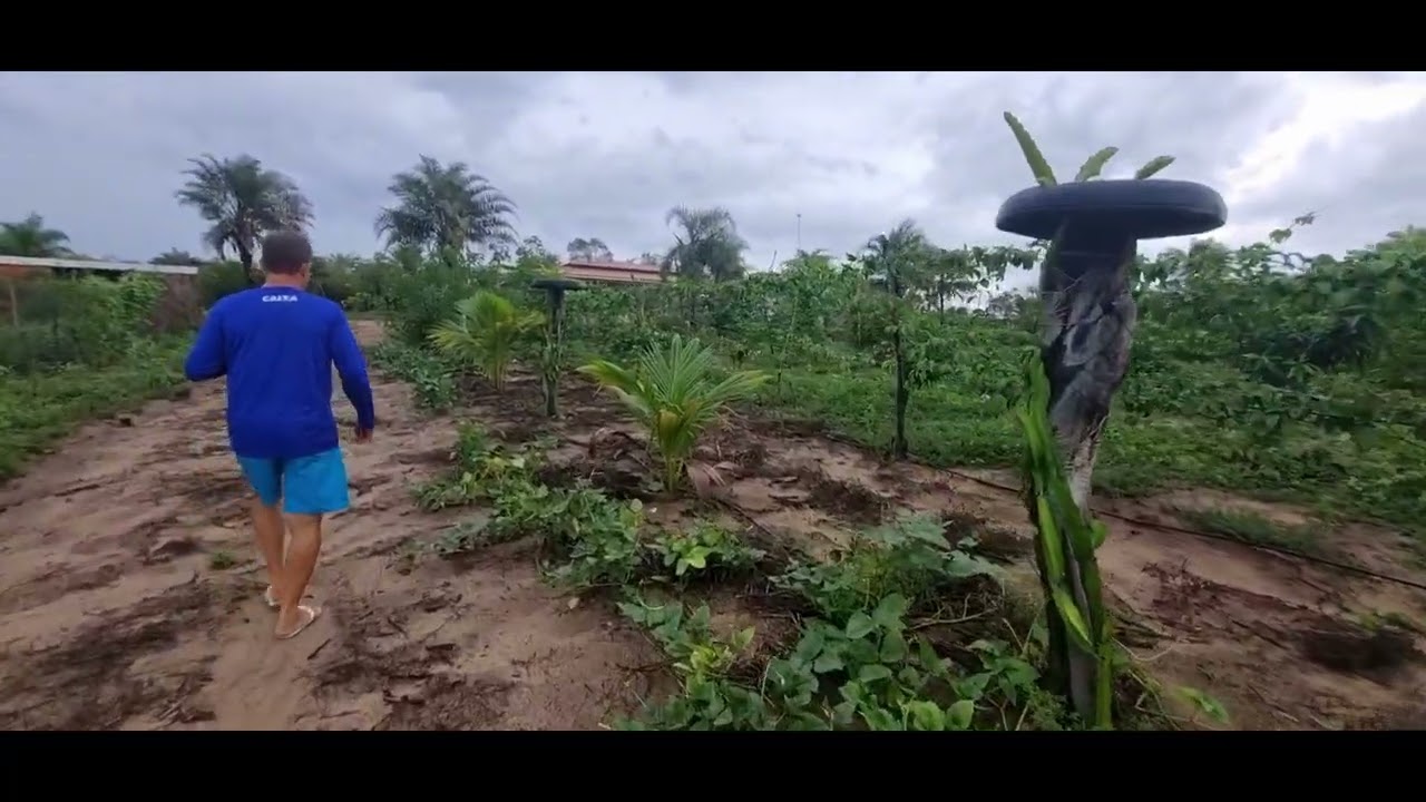 Dia de plantar milho 🌽 🌽 🌽 