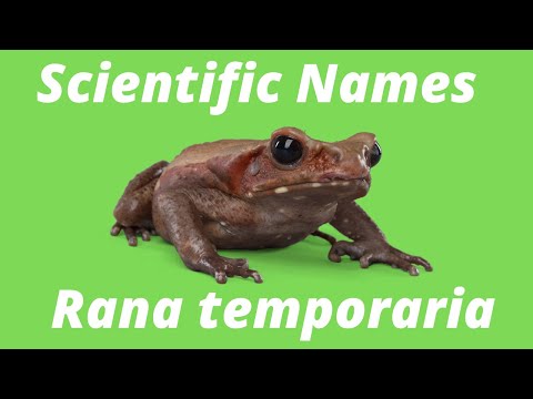 Video: Hvordan navngiver videnskabsmænd arter?