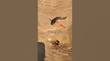 Con cá tội nghiệp liệu có thoát khỏi con bạch tuộc không 😮‍💨