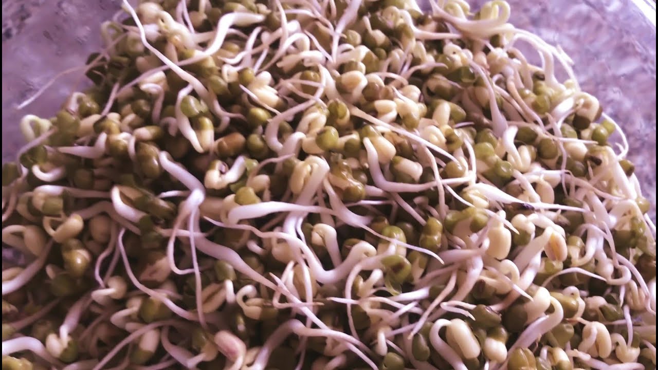 HOW TO GROW BEAN SPROUTS | Nutritious Sprouts In 3 Days 