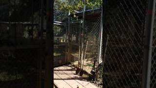 Saint Francis Wolf Sanctuary, Montgomery, TX, pack howl