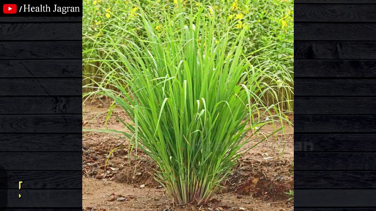 लेमन ग्रास के चिकित्सीय लाभ Lemongrass benefits in hindi Indian