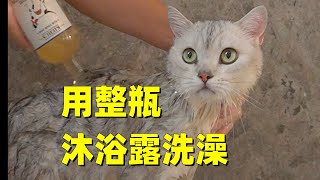 把一整瓶沐浴露，倒在三天没洗澡的猫身上，是什么体验？ by 飯糰小夫妻 6,257 views 6 months ago 2 minutes, 36 seconds