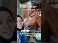 【藤懸騎手トレセンリポート#10】藤懸貴志騎手の可愛い馬ツアー!平田修厩舎・サンライズケヴィン編 | JRA FUN CLUB