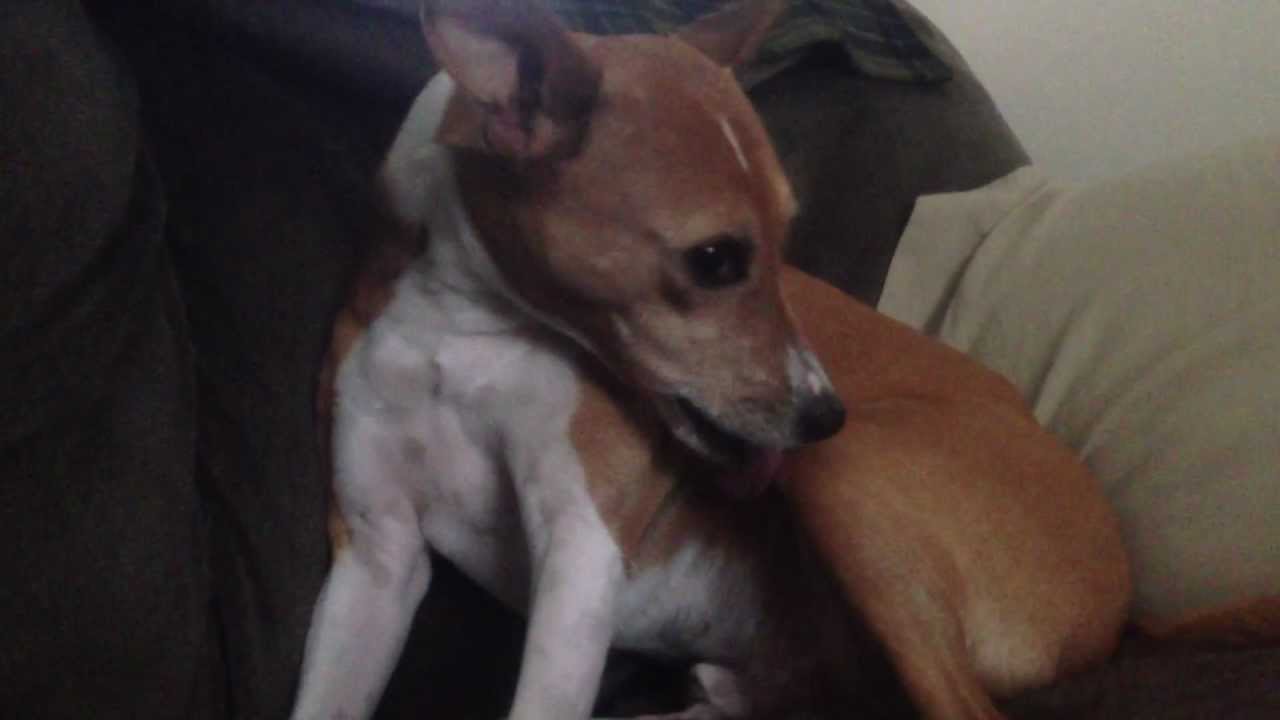 Lucky the Basenji Dog Howls YouTube