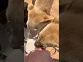 Feeding Dogs After a Bike Ride 🏍️viral #shorts #ytshorts #streetdog #indianhasan