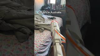 Spiders In America Vs Australia