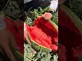 Harvesting Giant Watermelon in the Field 🍉 Wild Cooking ASMR #shorts