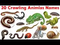 20 Crawling Animals for Kids | Learn Animal Names with Pictures &amp; Fun Educational Video