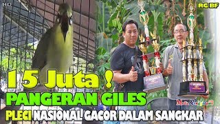 SUARA BURUNG : GOPRO - 15 Juta !! PANGERAN GILES Pleci Nasional Gacor Buka Paruh Dalam Sangkar RG BF