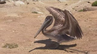 Increase in the number of sick and emaciated brown pelicans across Southern California