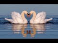 1 hour The Swan Carnival Of The Animals - Camille Saint-Saëns 8D use headphones