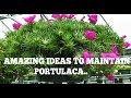 How to maintain-grow- Portulaca Grandiflora-Table Rose-Moss Rose-Sun Rose..