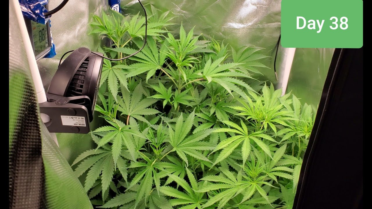 2x2 Grow Tent HALF POUND QUEST!!! FIRE OG/Do si dos ,day 17 Flower YouTube