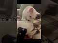 Z cat showing Izzi some loving #funnyvideo #cat #dog #pets