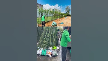 Trúc Cần Câu #truccancau #caytruccancau