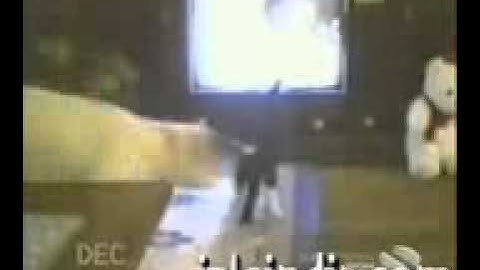 One More Funny Cats Compilation [from www.metacafe.com].wmv