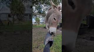 Donkey’s Playful Shoe Antics Causes Him to Nibble Owner’s Foot