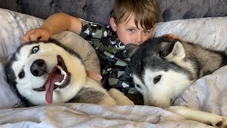 What Waking Up With 3 Huskies & 2 Kids Is Like! [CUTEST VIDEO!]