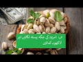 Pistachio Cultivation | Pista lgany ka tarika in Pakistan and India.