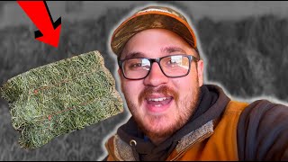 How does HAY QUALITY affect PROFIT??? (How To Make A Profit Making Hay)