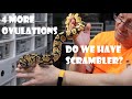 DO WE HAVE SCRAMBLER IN OUR ORANGE DREAM COMBOS? + 4 MORE OVULATIONS + GOOD SIZE FOLLICLES BUILDING