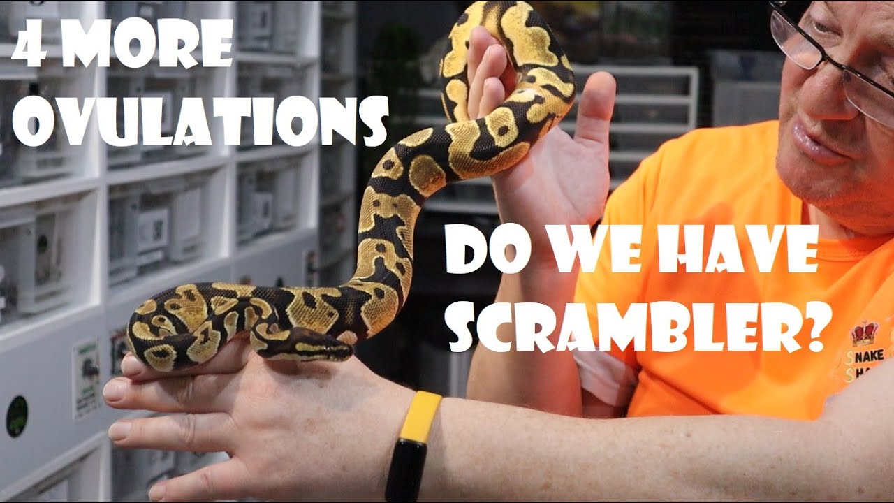 DO WE HAVE SCRAMBLER IN OUR ORANGE DREAM COMBOS? + 4 MORE OVULATIONS + GOOD SIZE FOLLICLES BUILDING
