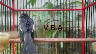 Gak Lama Kacer Manapun Gacor FIGHTER  LANGSUNG NYAUT IKUT BONGKAR MATERI l COBALAH!!!