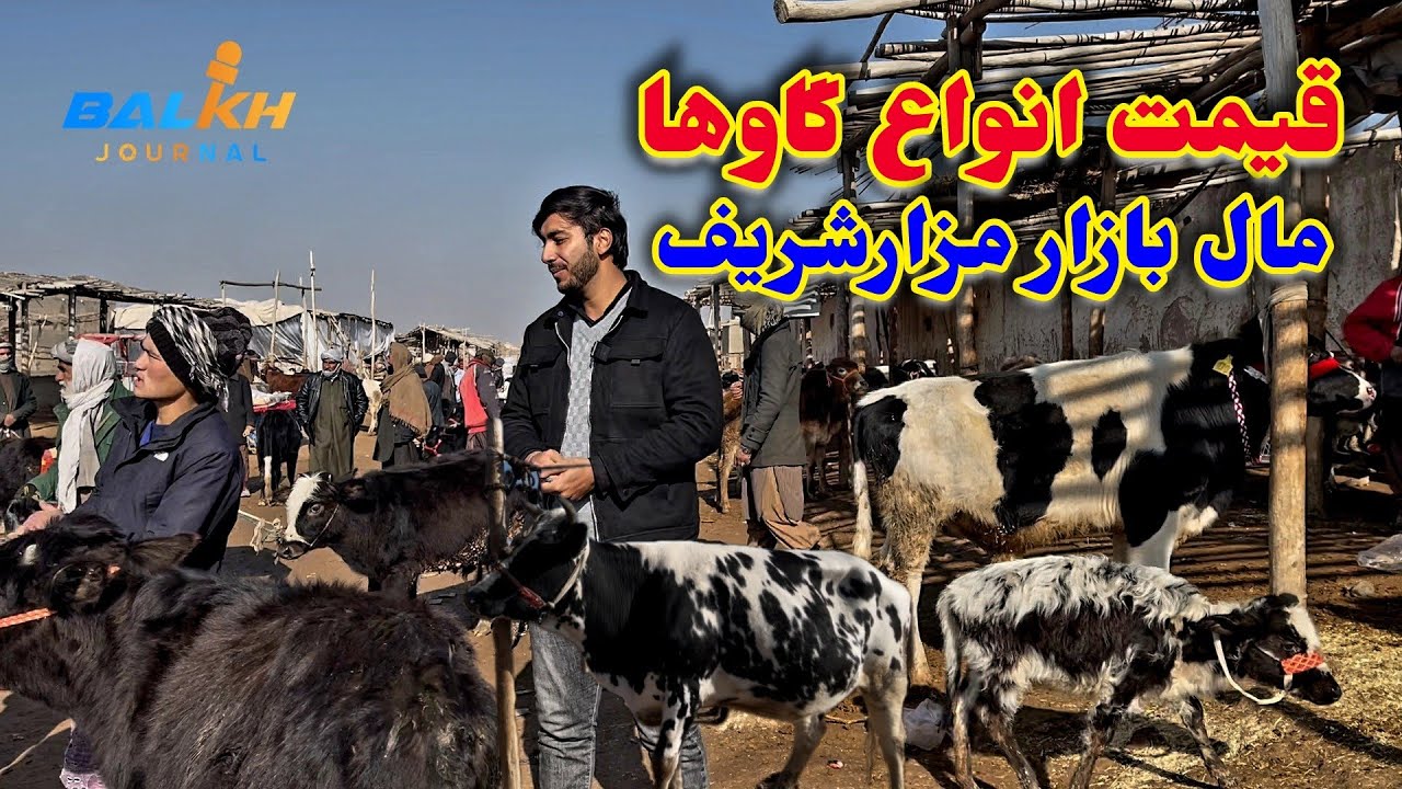 مال بازار مزارشريف/ افزایش قیمت گاو های زراعتی، گوساله های فارم گاو داری / شتر جنگی.