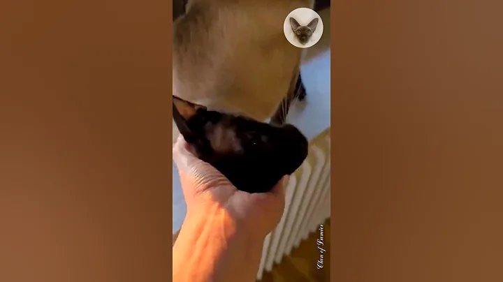 Video 7976651: oriental cats love, cat purring, cat show love, cat house, cat family