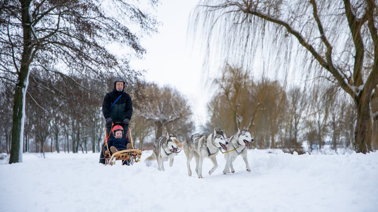 Huskysledetocht op golfbaan in Nieuwerkerk aan den IJssel - CKZ Vandaag