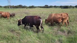 Why you should check your cattle at night!