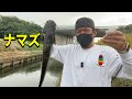ナマズ釣り