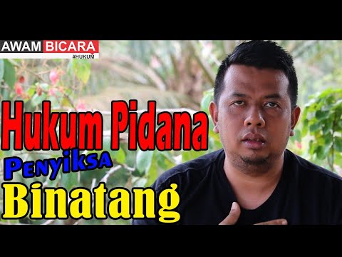 Video: Sirkus AS Membayar Denda Untuk Menyelesaikan Tuduhan Penyalahgunaan Hewan