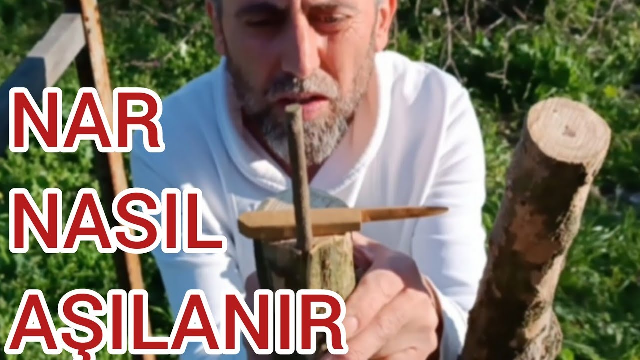 NAR AĞACI NASIL AŞILANIR ?             BİR AĞAÇTA İKİ FARKLI AŞI TEKNİĞİ