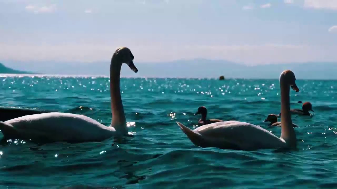 Relaxing Duck On Lake/Calm Music For Sleeping/Study/1 Hour Music Peaceful Your Soul /meditation.