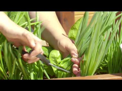 Video: Harvesting Scallions: How And When To Pick Scallions