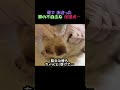 道で 出会った 最も 切ない 瞳の 脚の不自由な 子犬…
