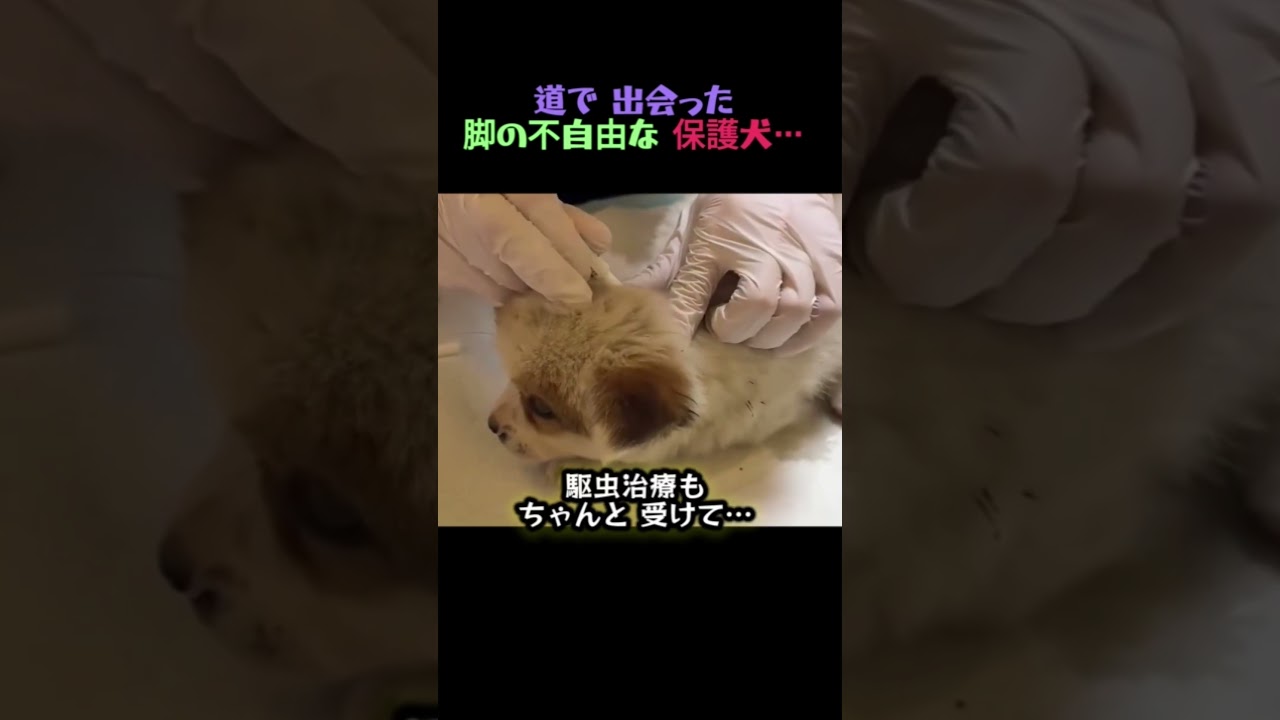 道で 出会った 最も 切ない 瞳の 脚の不自由な 子犬…