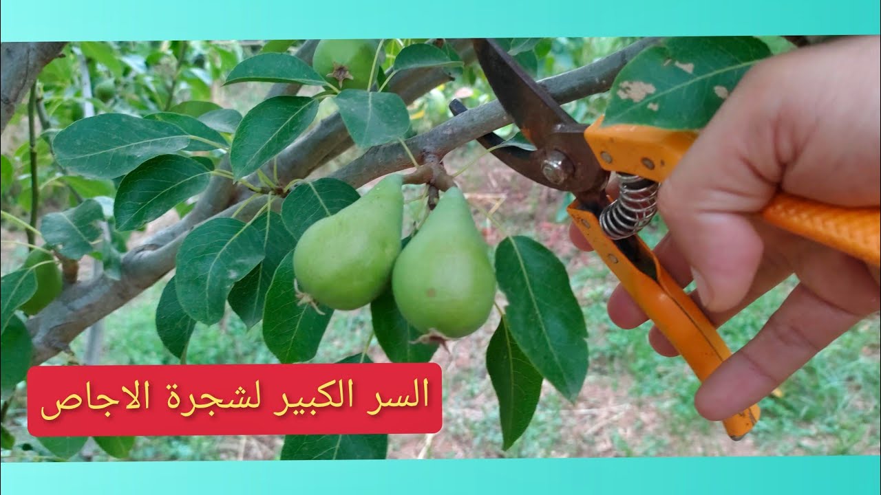 العناية بشجرة الاجاص او الكمثرى ؛ التقليم الصيفي و الخضري .