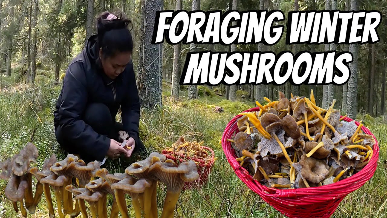 FORAGING WINTER CHANTARELLES | PART 2 | THE LINDEMANS