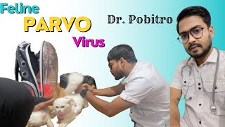         Feline Panleukopenia  Dr Pobitro