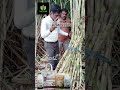 இனிக்கும் கரும்பு விவசாயம்! #drsoil #organicfarming #biofertilizer #farming #sugarcane #agriculture