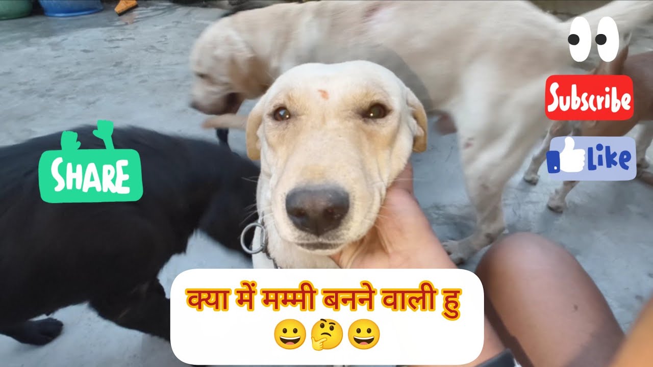 हमारी bashanti (बसंती) हो गयी PREGNANT👐😀 Beagle open stud service available(farm) 