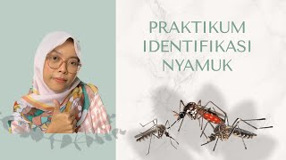 Cara Mengidentifikasi Nyamuk (mudah dan sederhana) || Mata Kuliah Pengendalian Vektor