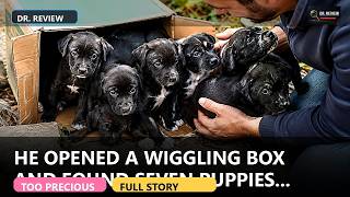 He Opened a Wiggling Box... and Found Seven Puppies Waiting for a Chance