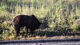 Grizzly Bear in Yellowstone National Park at Artist Point 2015!