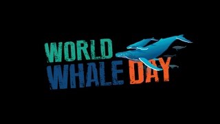 World Whale Day Maui