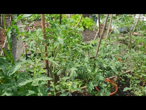 Video: Di mana hendak menanam pokok tomato?